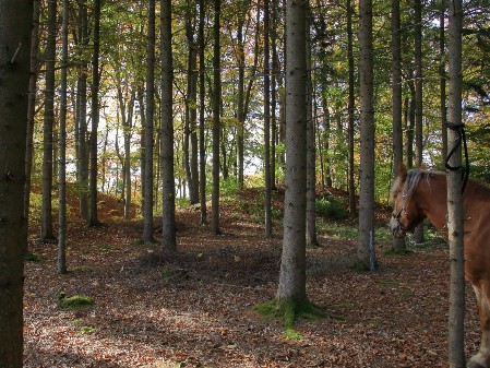 Am liebsten draußen, wandern mit dem Pferd